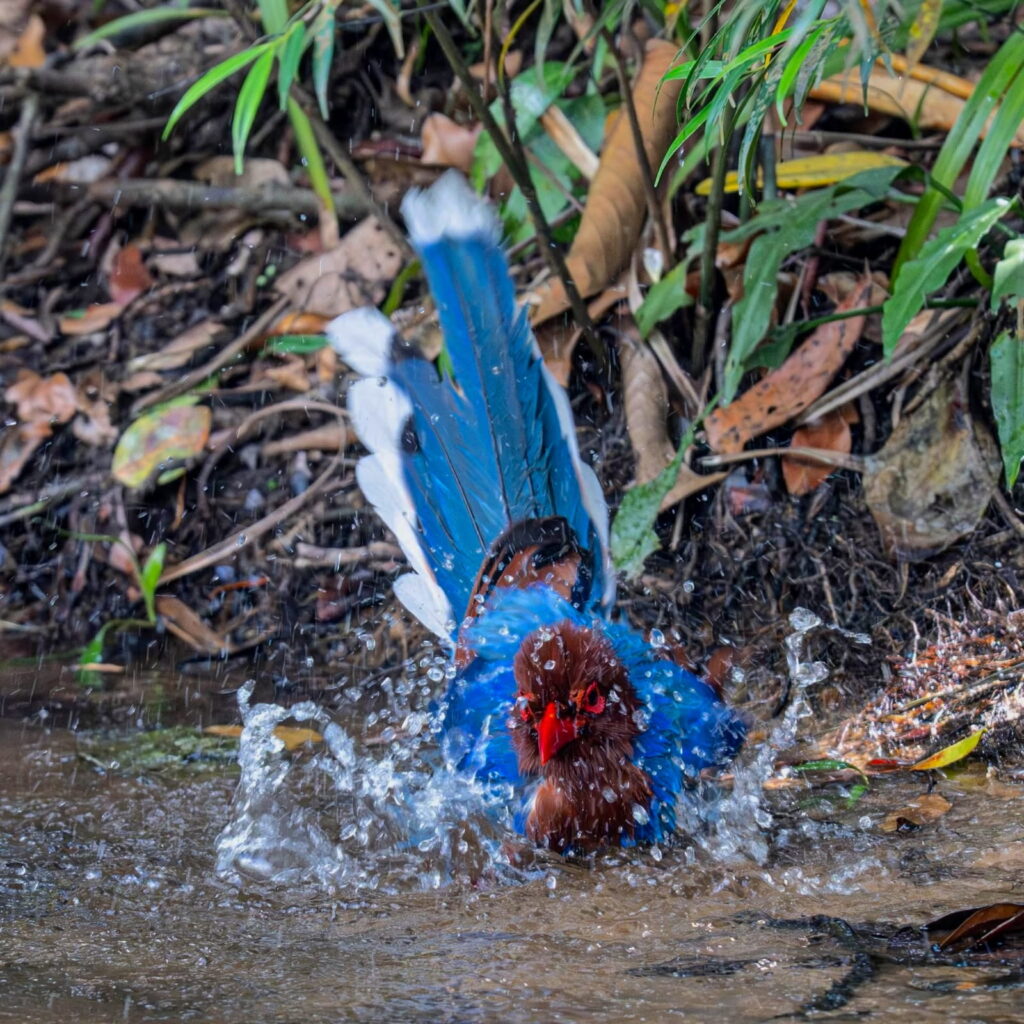 Sinharaja Bird watching