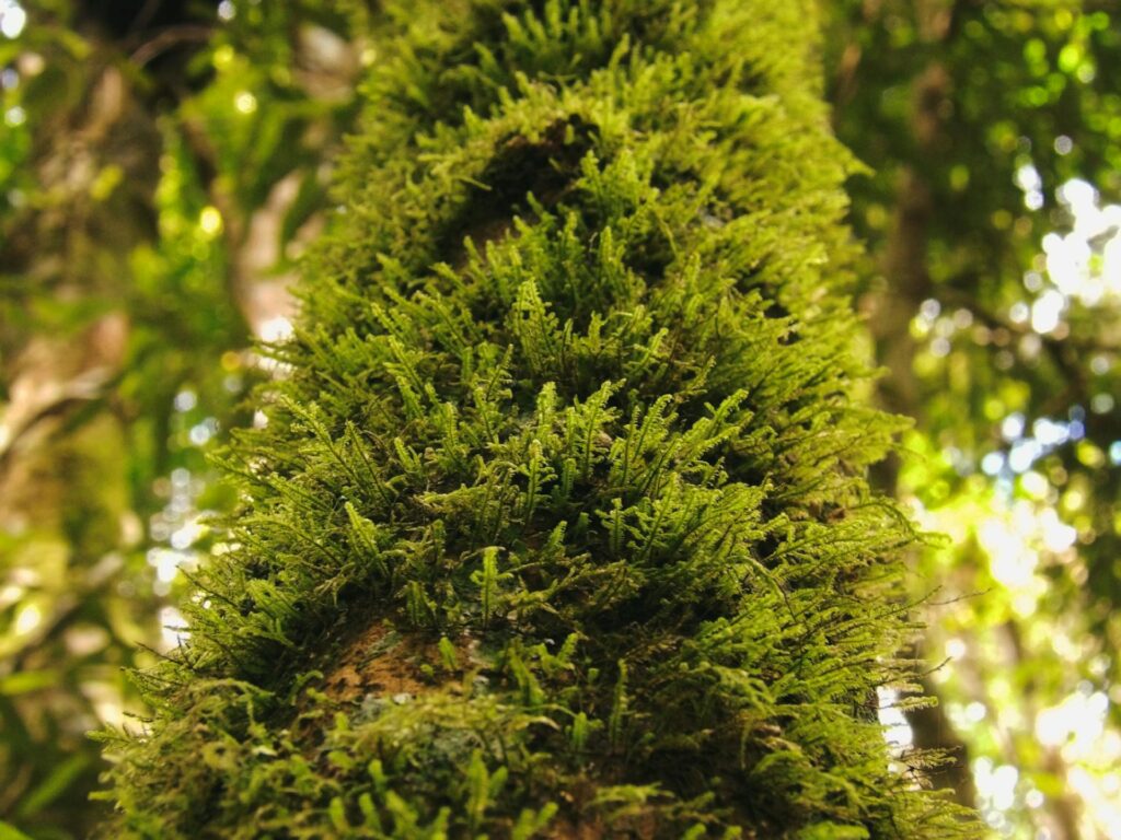 Sinharaja Sinhagala Hike