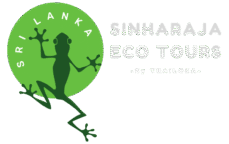 sinharaja eco tours, sri lanka