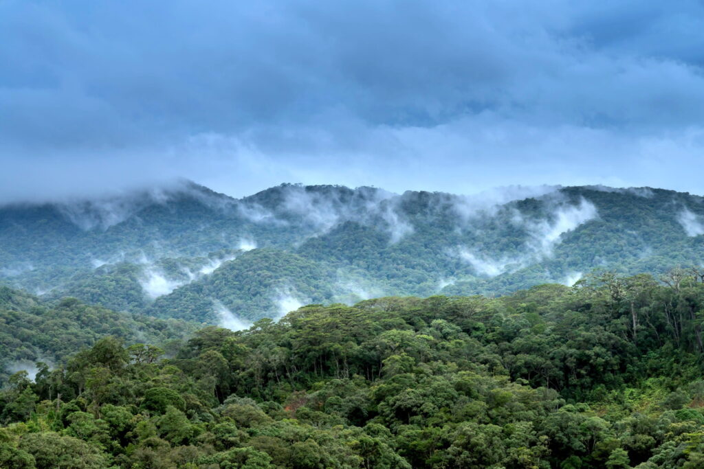 Sinharaja Eco Tours