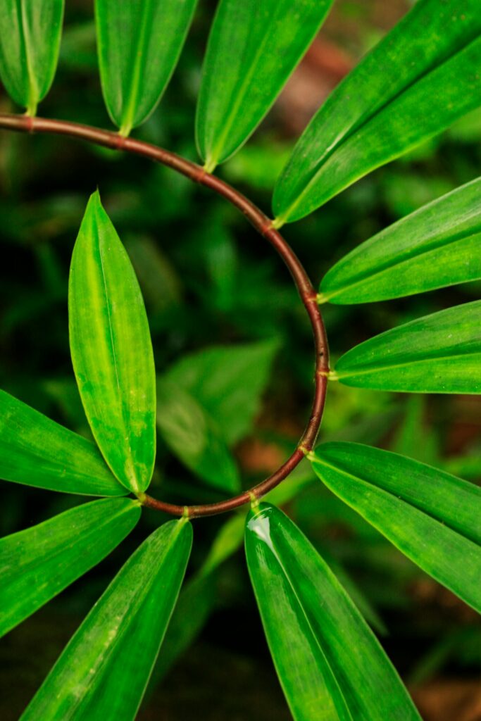 pexels zolee 790452